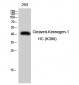 Cleaved-Kininogen-1 HC (K380) Polyclonal Antibody