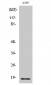 Cleaved-MMP-1 22k (F100) Polyclonal Antibody