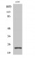 Cleaved-PARP-1 (D214) Polyclonal Antibody