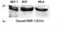 Cleaved-PARP-1 (D214) Polyclonal Antibody