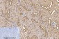 Cleaved-PARP-1 (D214) Polyclonal Antibody