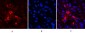 Cleaved-PARP-1 (D214) Polyclonal Antibody