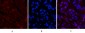 Cleaved-PARP-1 (D214) Polyclonal Antibody