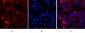 Cleaved-PARP-1 (D214) Polyclonal Antibody