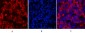 Cleaved-PARP-1 (D214) Polyclonal Antibody