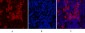 Cleaved-PARP-1 (D214) Polyclonal Antibody