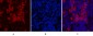 Cleaved-PARP-1 (D214) Polyclonal Antibody