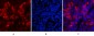 Cleaved-PARP-1 (D214) Polyclonal Antibody