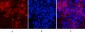 Cleaved-PARP-1 (D214) Polyclonal Antibody