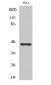 Cleaved-Plasma Kallikrein HC (R390) Polyclonal Antibody