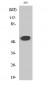 Cleaved-Plasminogen HC A short form (V98) Polyclonal Antibody