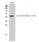 Cleaved-Thrombin R (S42) Polyclonal Antibody