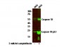 Caspase 10 (p23/17, Cleaved-Val220) Antibody