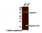 Caspase 8 (p18, Cleaved-Asp374) Antibody