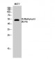 p53 (Di Methyl Lys370) Polyclonal Antibody