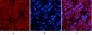 p53 (Di Methyl Lys370) Polyclonal Antibody