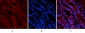 p53 (Di Methyl Lys370) Polyclonal Antibody