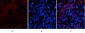 p53 (Di Methyl Lys370) Polyclonal Antibody