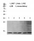 Mono-Methyl-Histone H4 (K21) Polyclonal Antibody