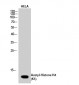 Histone H4 (Acetyl Lys5) Polyclonal Antibody