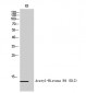 Histone H4 (Acetyl Lys12) Polyclonal Antibody