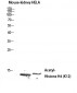 Histone H4 (Acetyl Lys12) Polyclonal Antibody