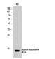 Histone H4 (Acetyl Lys16) Polyclonal Antibody