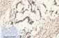 Histone H4 (Acetyl Lys16) Polyclonal Antibody