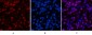 Histone H4 (Acetyl Lys16) Polyclonal Antibody