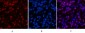 Histone H4 (Acetyl Lys16) Polyclonal Antibody
