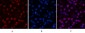 Histone H4 (Acetyl Lys16) Polyclonal Antibody