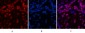 Histone H4 (Acetyl Lys16) Polyclonal Antibody