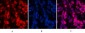 Histone H4 (Acetyl Lys16) Polyclonal Antibody