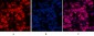 Histone H4 (Acetyl Lys16) Polyclonal Antibody