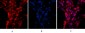 Histone H4 (Acetyl Lys16) Polyclonal Antibody