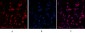 Histone H4 (Acetyl Lys16) Polyclonal Antibody