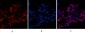 Histone H4 (Acetyl Lys16) Polyclonal Antibody