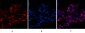 Histone H4 (Acetyl Lys16) Polyclonal Antibody