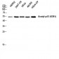 p53 (Acetyl Lys381) Polyclonal Antibody