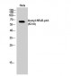 NFκB-p65 (Acetyl Lys310) Polyclonal Antibody