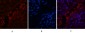 NFκB-p65 (Acetyl Lys310) Polyclonal Antibody