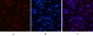 NFκB-p65 (Acetyl Lys310) Polyclonal Antibody