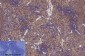 NFκB-p65 (Acetyl Lys310) Polyclonal Antibody