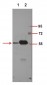 NFκB-p65 (Acetyl Lys310) Polyclonal Antibody