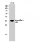 Ref-1 (Acetyl Lys6) Polyclonal Antibody