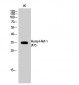 Ref-1 (Acetyl Lys7) Polyclonal Antibody