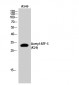 ATF-5 (Acetyl Lys29) Polyclonal Antibody