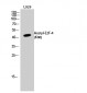 E2F-4 (Acetyl Lys96) Polyclonal Antibody