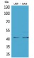 E2F-4 (Acetyl Lys96) Polyclonal Antibody