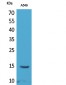 Histone H2B (Acetyl Lys126) Polyclonal Antibody